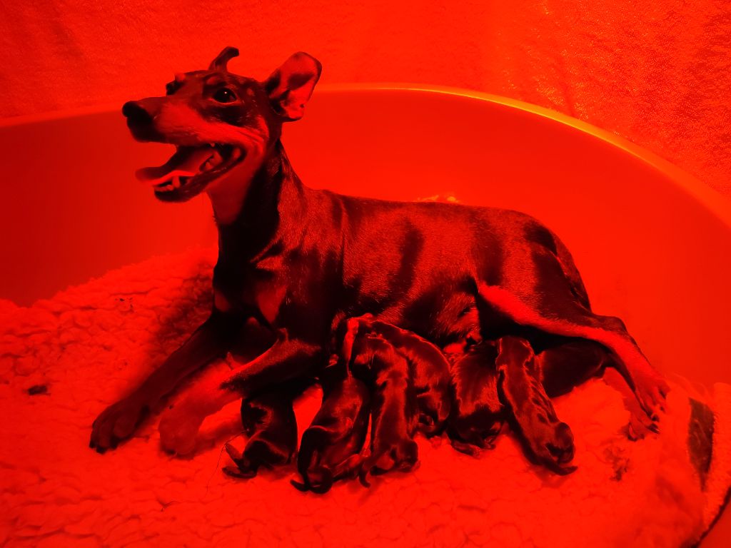 Deuxième portée de Merry : 7 petites princesses