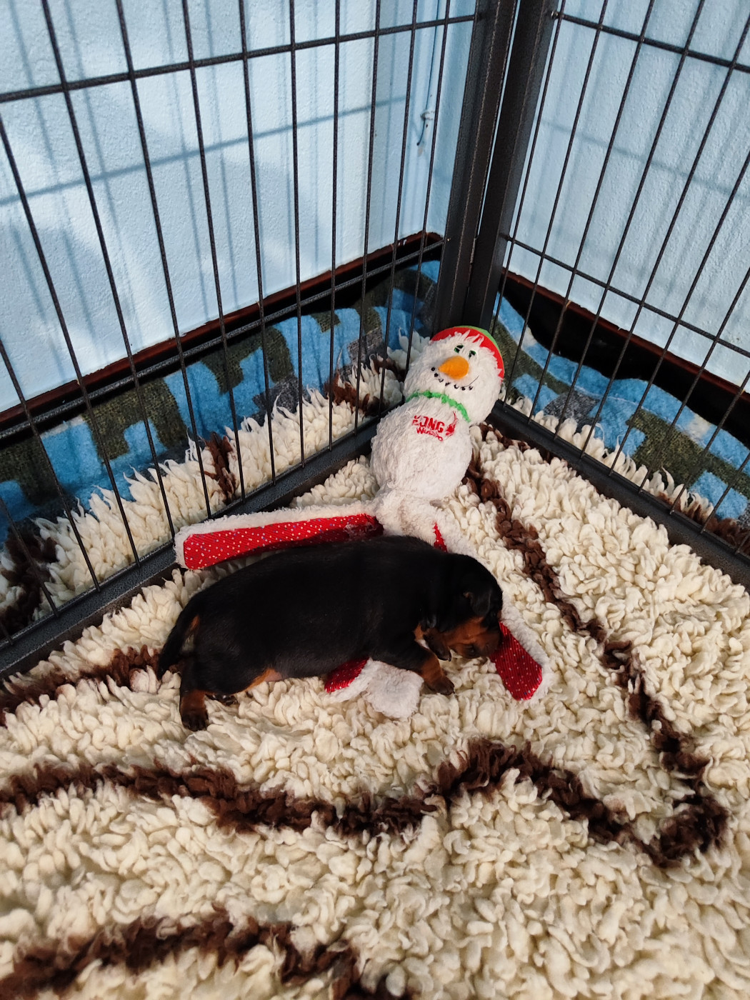 Chiot Pinscher nain Des Pinschouns Du Poucouron