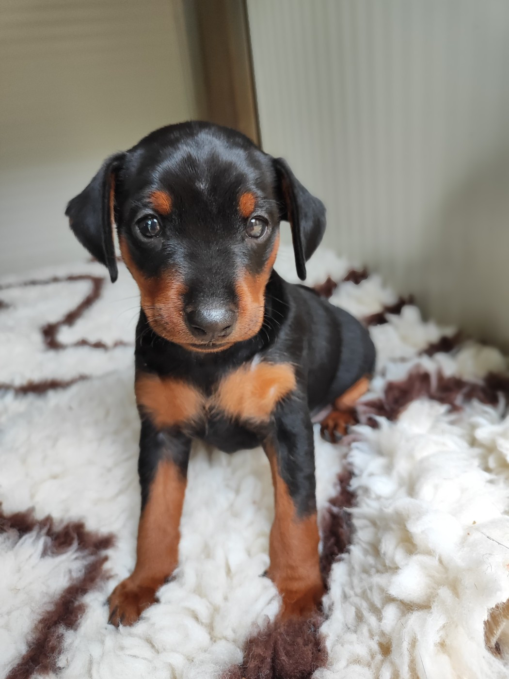 Des Pinschouns Du Poucouron - Pinscher nain - Portée née le 29/04/2026