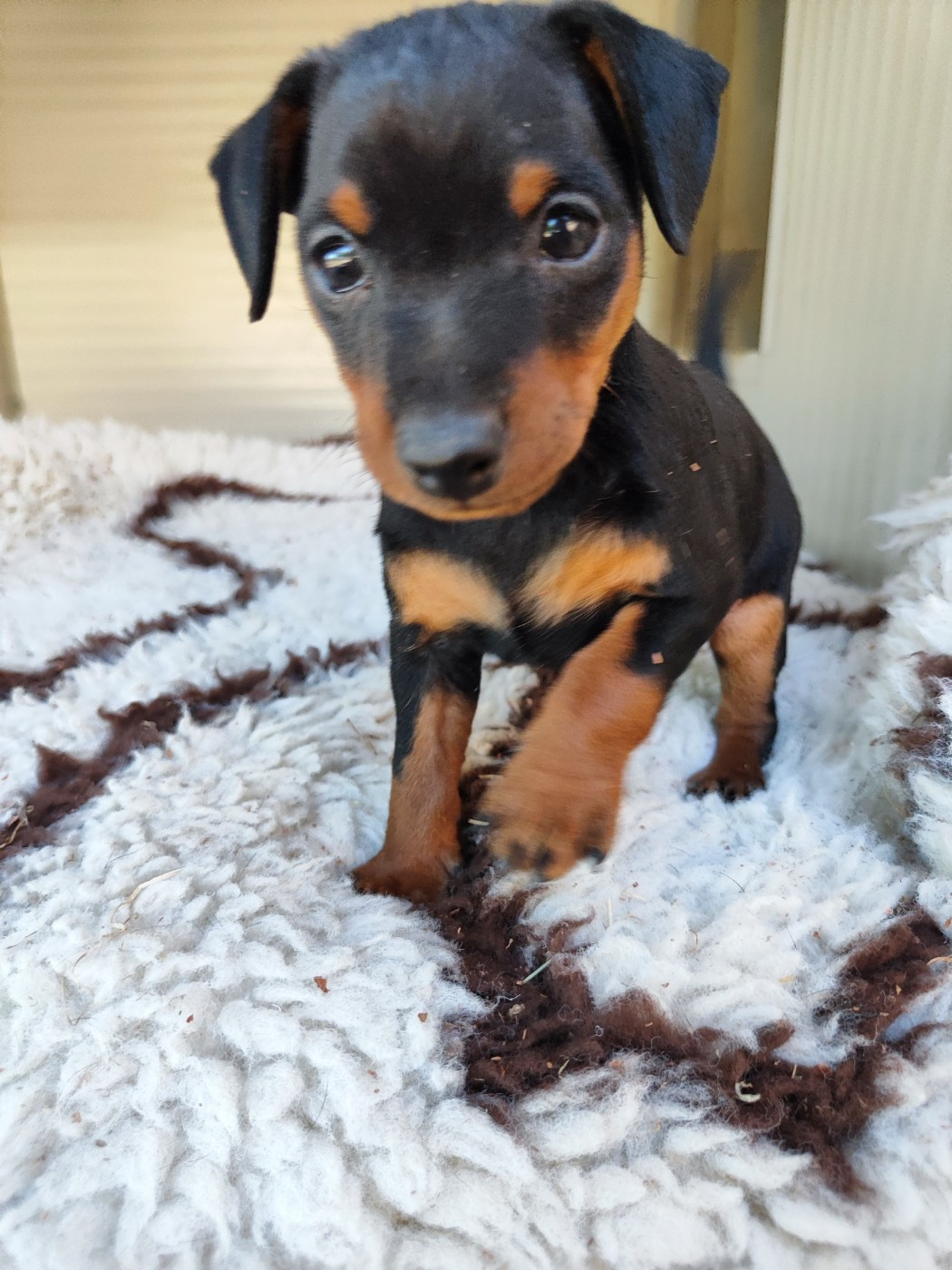Des Pinschouns Du Poucouron - Chiots disponibles - Pinscher nain