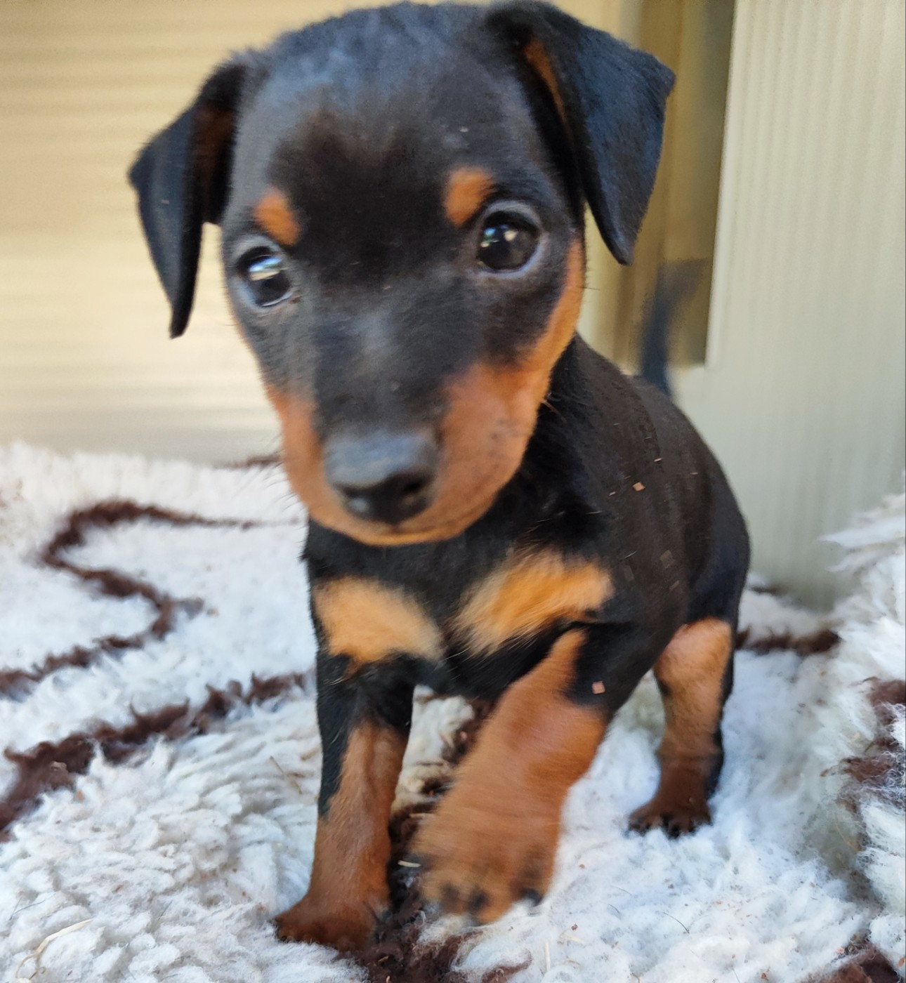 Des Pinschouns Du Poucouron - Pinscher nain - Portée née le 30/05/2026