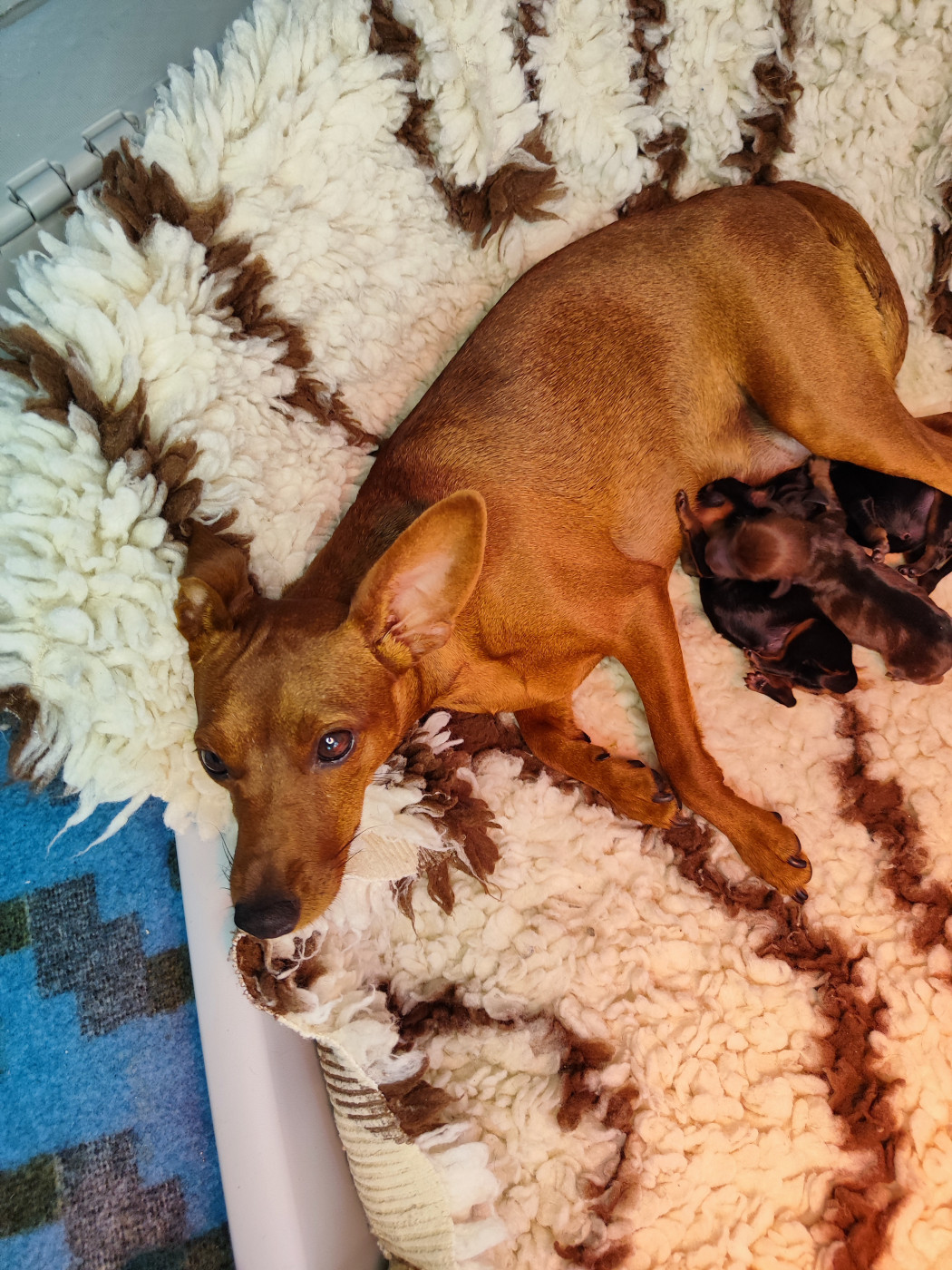 Chiot Pinscher nain Des Pinschouns Du Poucouron