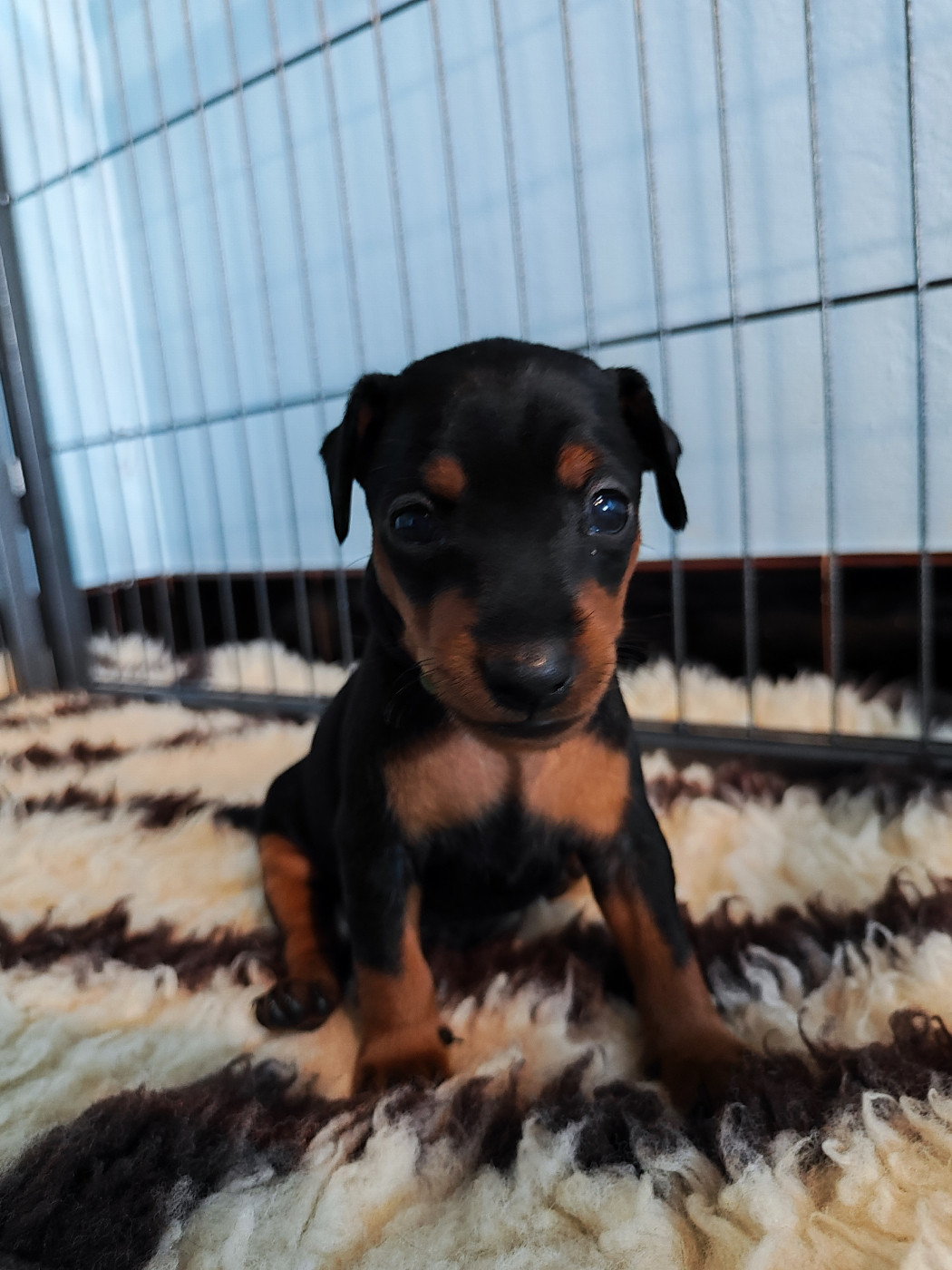 Des Pinschouns Du Poucouron - Chiots disponibles - Pinscher nain