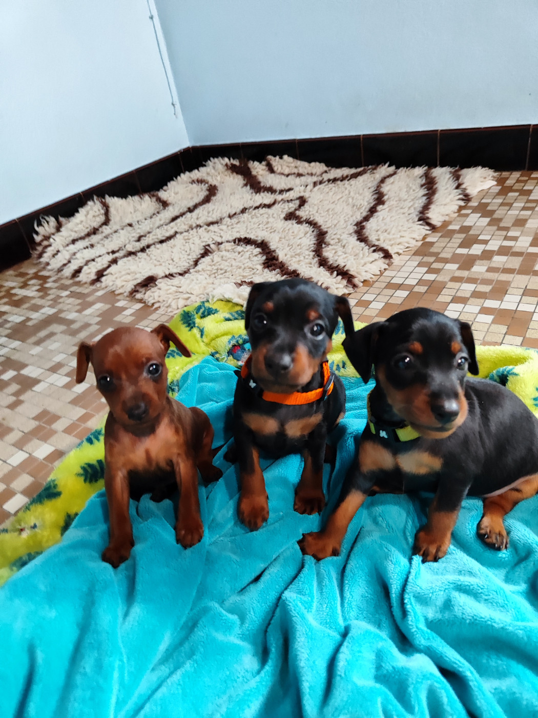 Des Pinschouns Du Poucouron - Pinscher nain - Portée née le 28/08/2026
