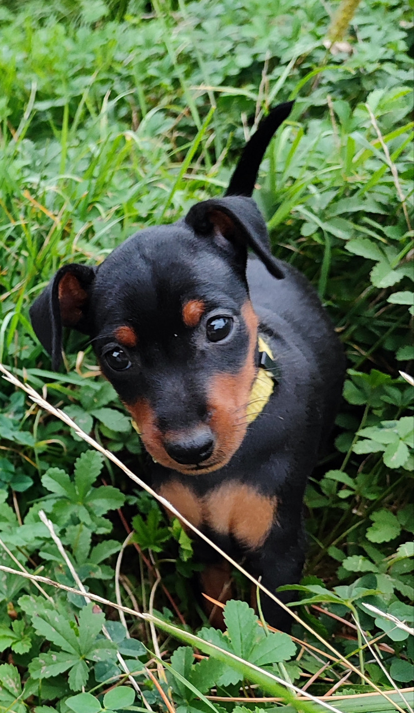 Des Pinschouns Du Poucouron - Chiots disponibles - Pinscher nain