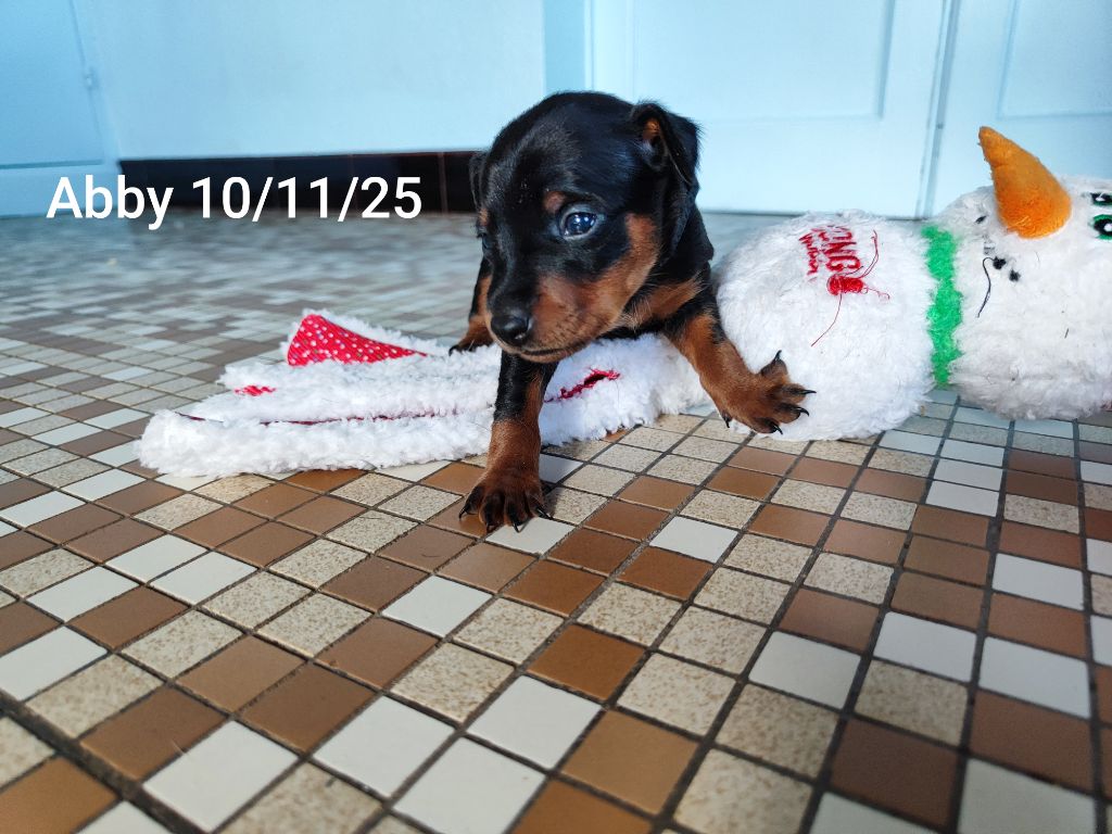 Des Pinschouns Du Poucouron - Chiots disponibles - Pinscher nain