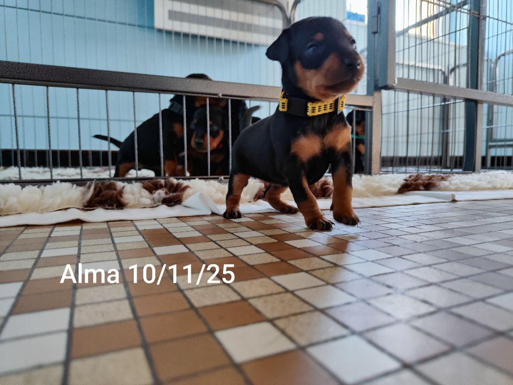 Des Pinschouns Du Poucouron - Chiots disponibles - Pinscher nain