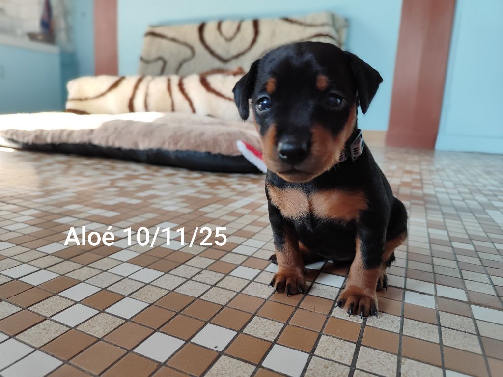 Des Pinschouns Du Poucouron - Chiots disponibles - Pinscher nain
