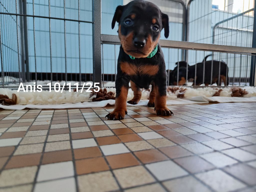 Des Pinschouns Du Poucouron - Chiots disponibles - Pinscher nain