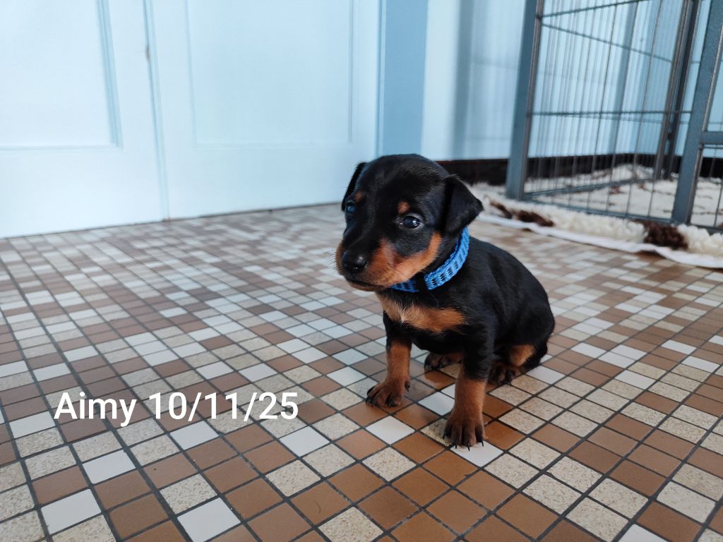 Des Pinschouns Du Poucouron - Chiots disponibles - Pinscher nain