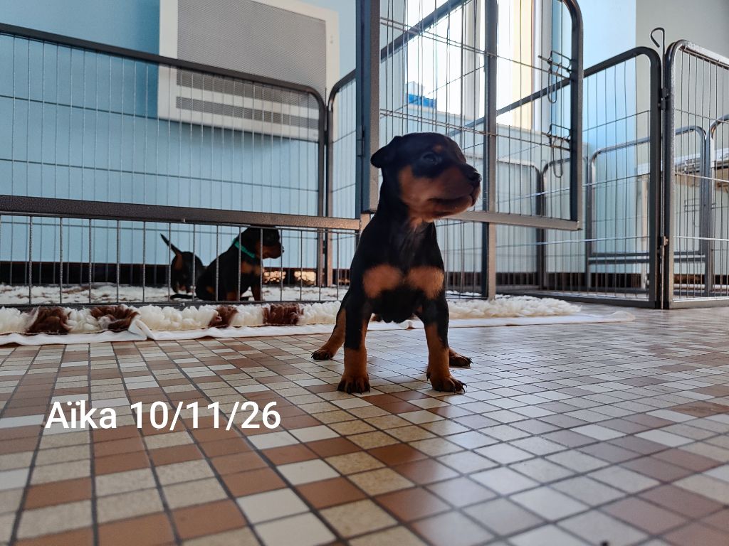 Des Pinschouns Du Poucouron - Chiots disponibles - Pinscher nain