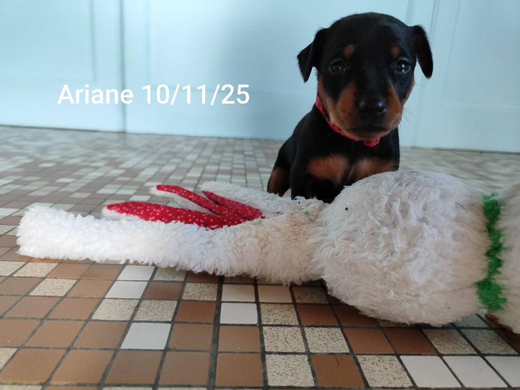 Des Pinschouns Du Poucouron - Chiots disponibles - Pinscher nain