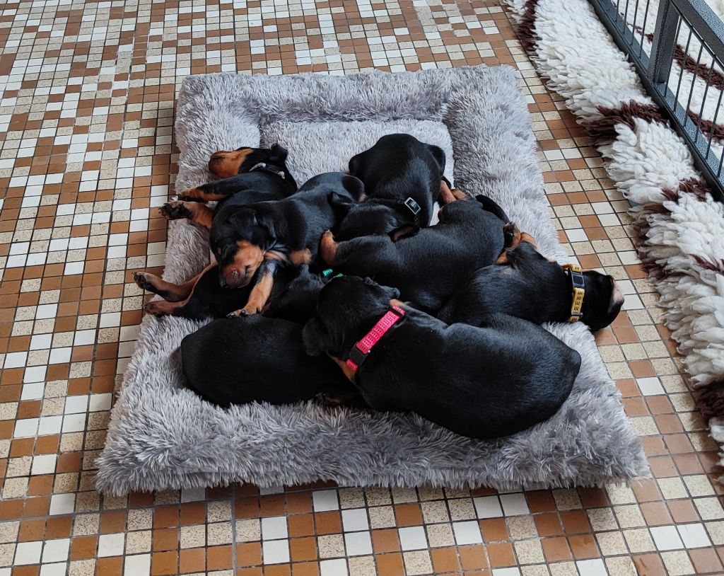 Chiot Pinscher nain Des Pinschouns Du Poucouron